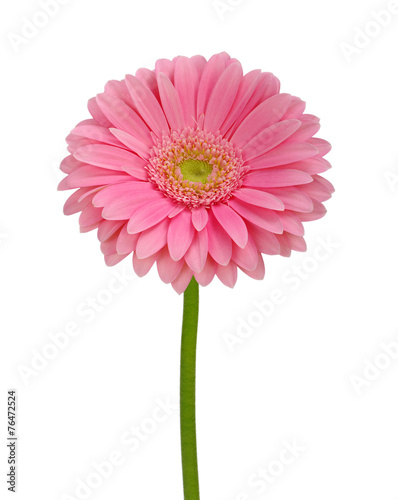 Pink gerbera