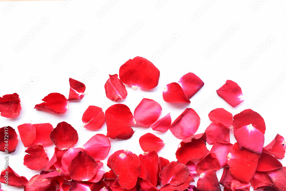 Fototapeta premium red roses for Valentine's Day
