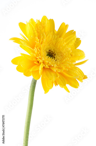 Fototapeta Naklejka Na Ścianę i Meble -  Yellow gerbera daisy flower