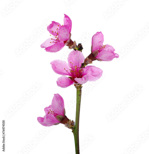 Fototapeta Naklejka Na Ścianę i Meble -  pink blossoms