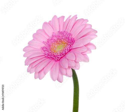 Pink gerbera