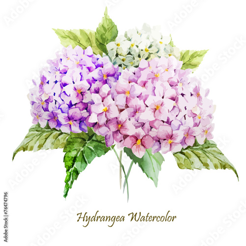 hydrangea, flowers, watercolor, illustration photo