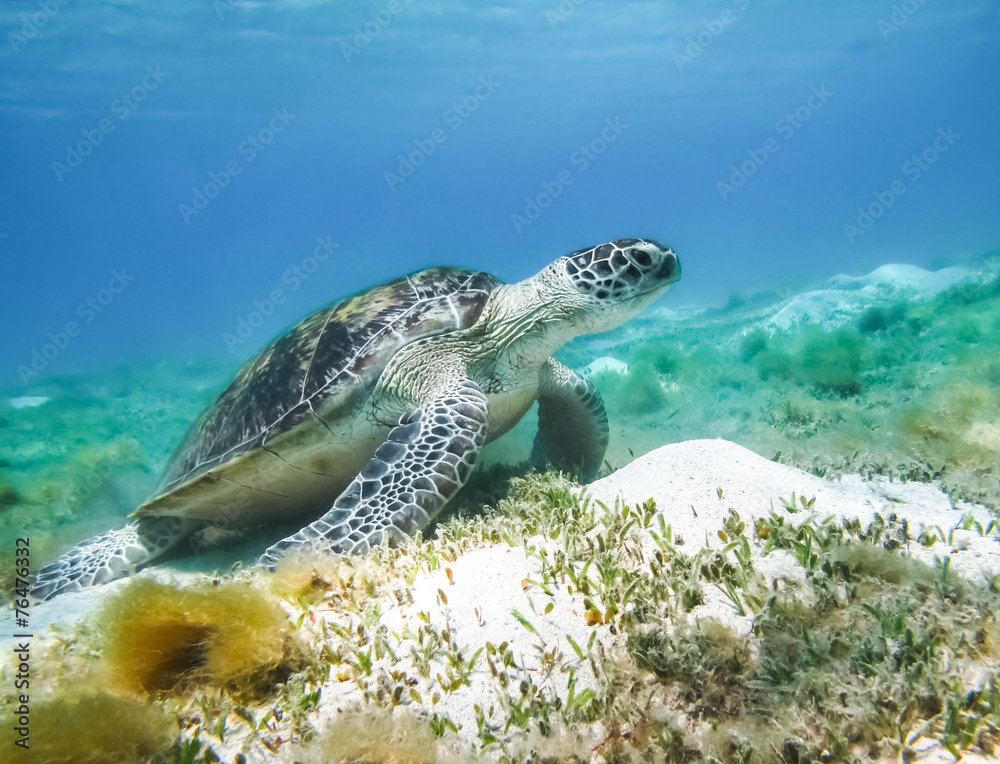 Obraz premium Green sea turtle