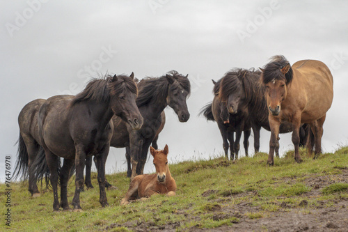 Icelandic horses with foal