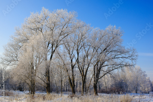 Winter landscape in the forest, the trees in the frost