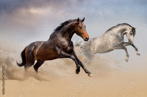Couple of horse run on desert #76479312