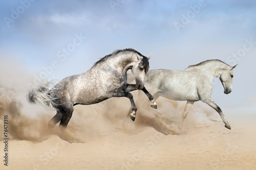 Group of two horse run on desert against beautiful sky