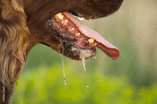 Drooling dog photo