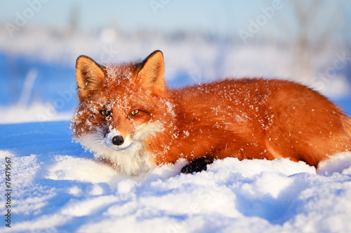 red fox #76479567