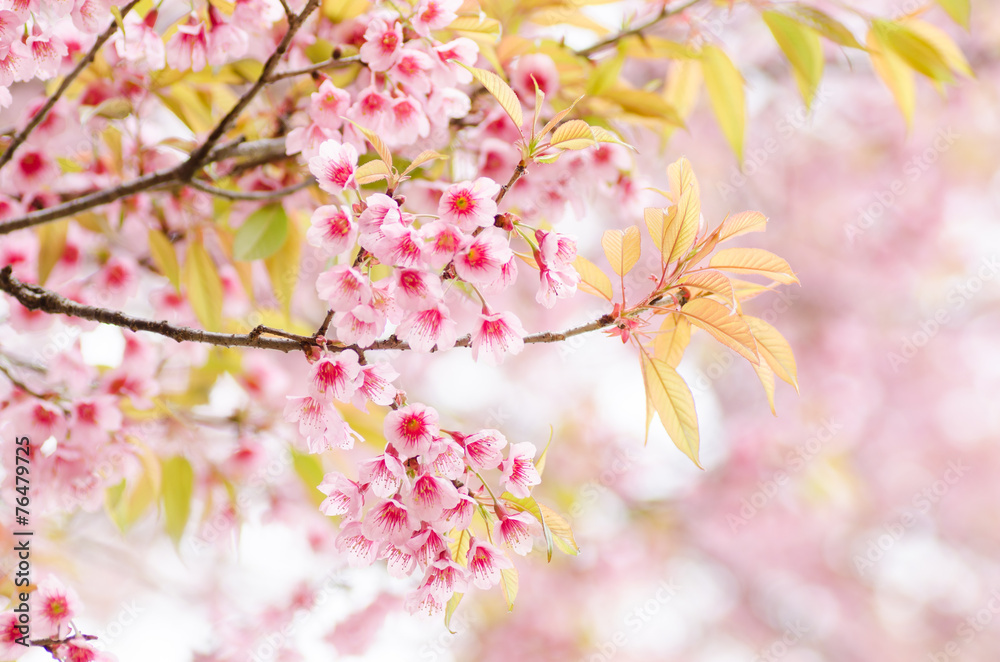 Pink cherry blossom