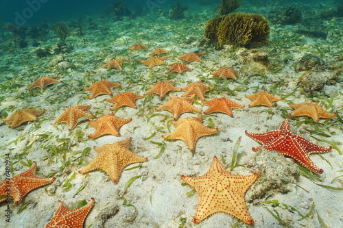 Group of starfish Cushion sea star on sea bottom photo