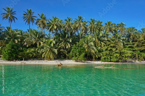 Sandy Caribbean shore and lush tropical vegetation