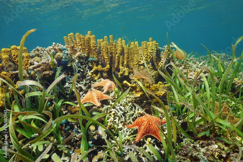 Underwater in a Caribbean coral reef with starfish