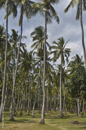 Indonesia, Lombok: coconut palm