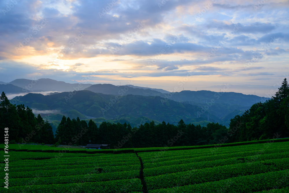 Sea of clouds and Tea plantation