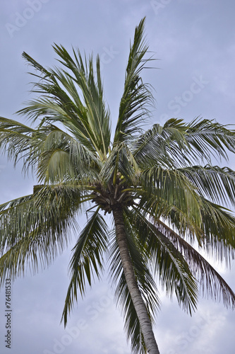 Indonesia, Lombok: coconut palm