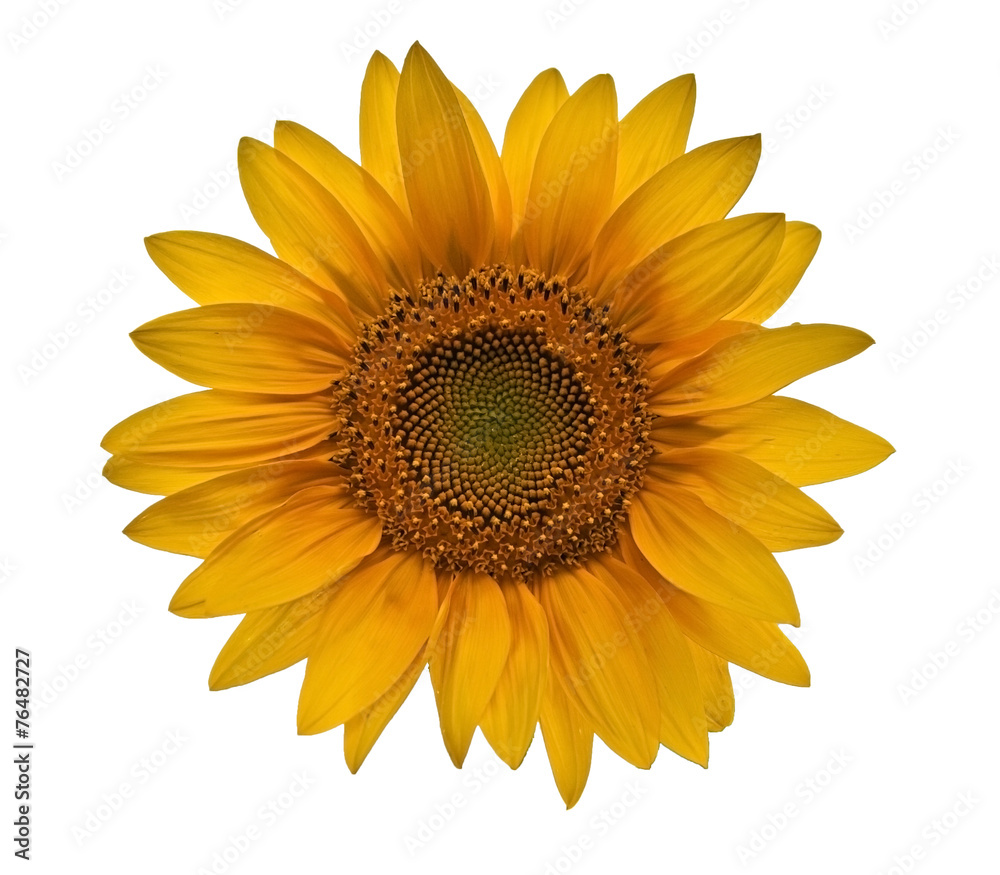 Naklejka premium small sunflower closeup on white background