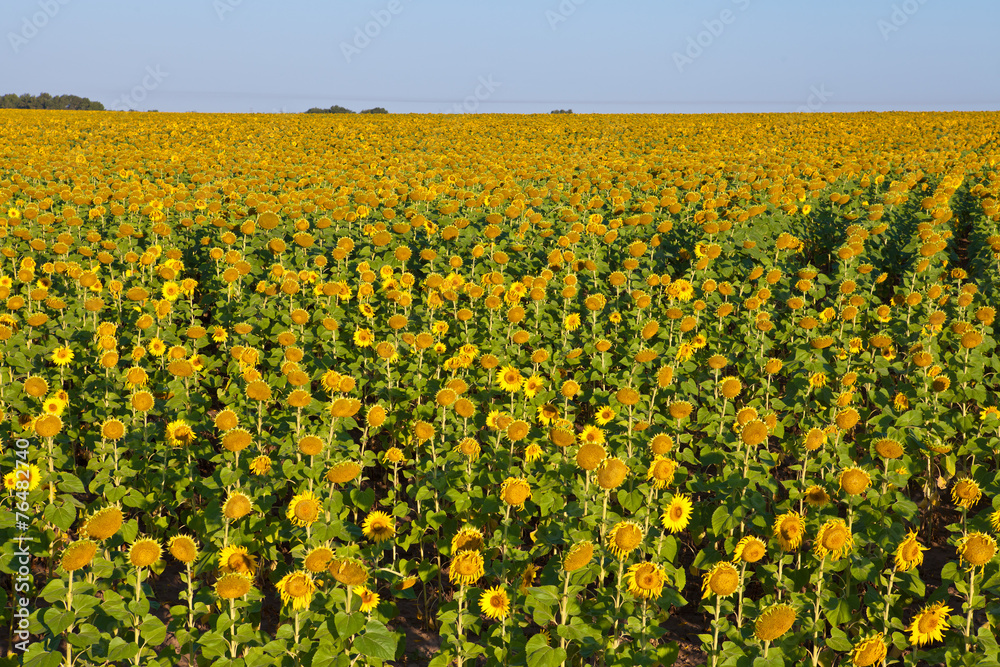 sunflower field