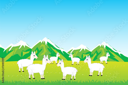 Herd sheep in field