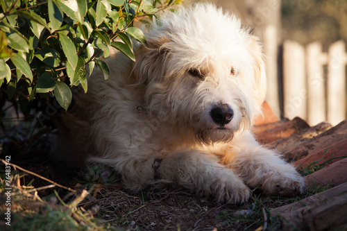 Cane nascosto