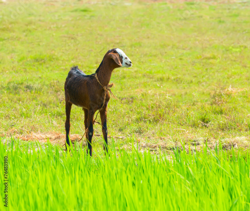 young brawn nanny-goat standing near green grass