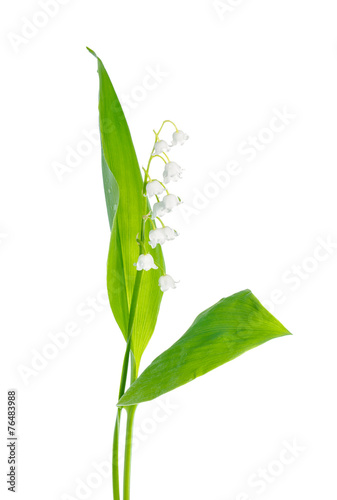 Fototapeta Naklejka Na Ścianę i Meble -  beautiful lily of the valley flower is isolated on white backgro
