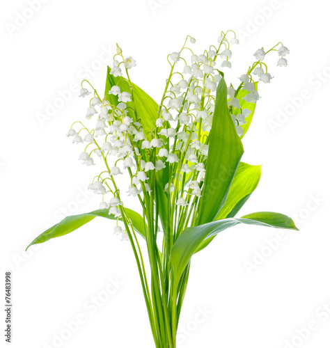 Fototapeta Naklejka Na Ścianę i Meble -  beautiful bouquet of lily the valley flower is isolated on white