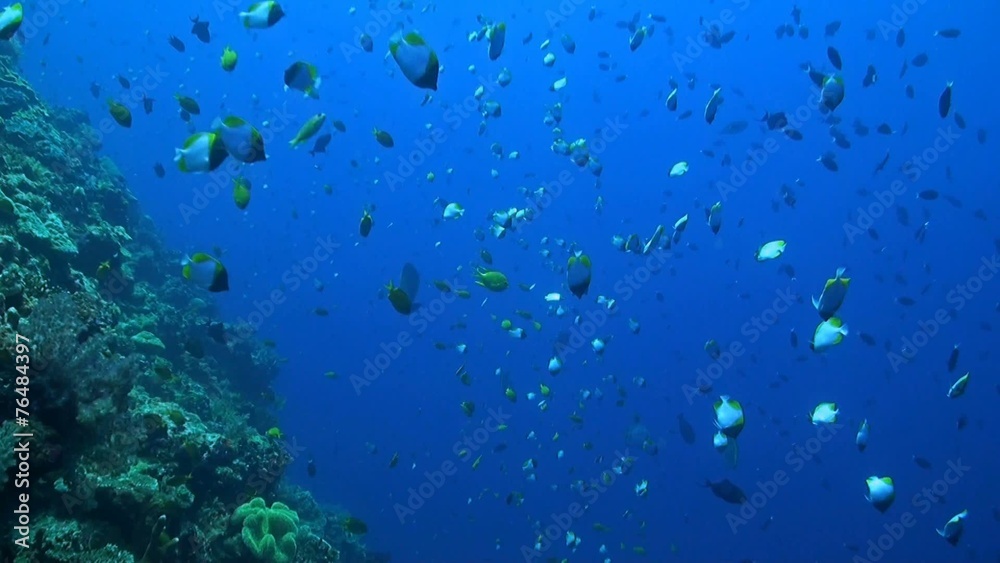 Steep slope of a coral reef with plenty of fish Steep slope of a coral reef with plenty of fish