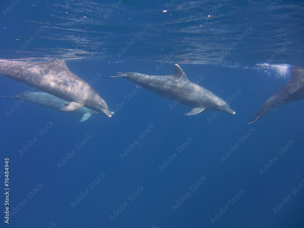 Obraz premium Delfine