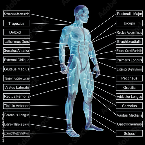 3D human male anatomy with muscles and text photo