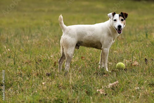 Le chien et sa balle