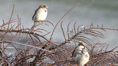 Oiseaux, moineau