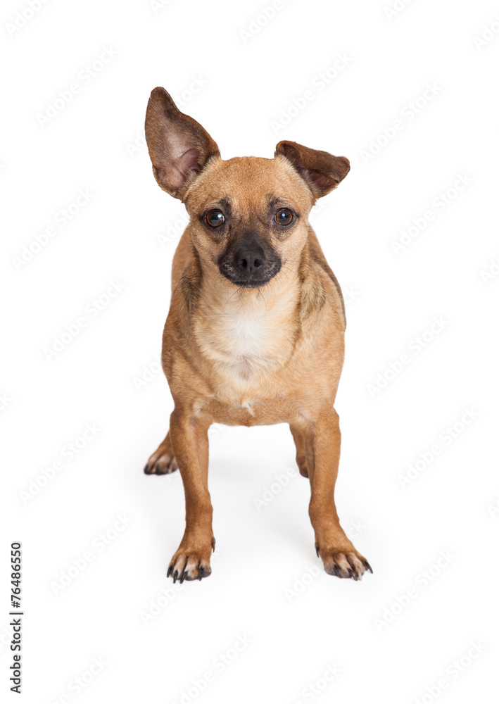 Adorable Chihuahua Mix Breed Dog Standing