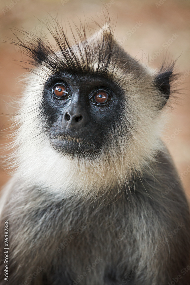 Obraz premium Monkey