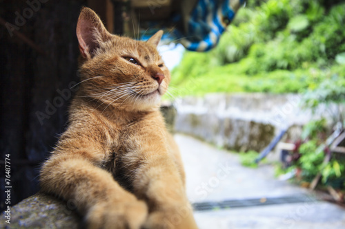 Cat Looking At Camera