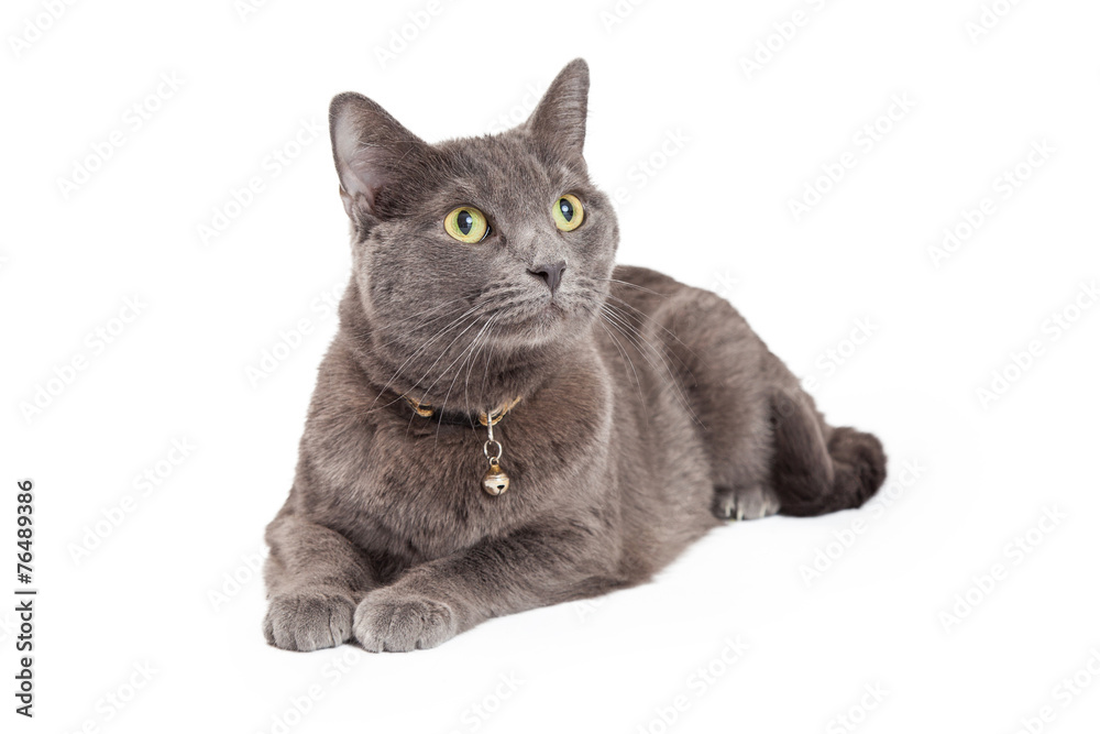 Attentive Grey Domestic Shorthair Cat Laying