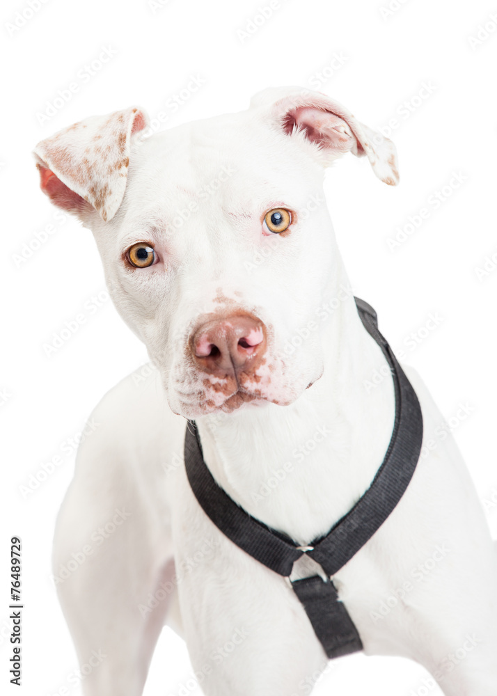 Closeup Of A Dogo Argentino Dog