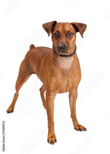 Miniature Pinscher Mix Breed Dog Standing