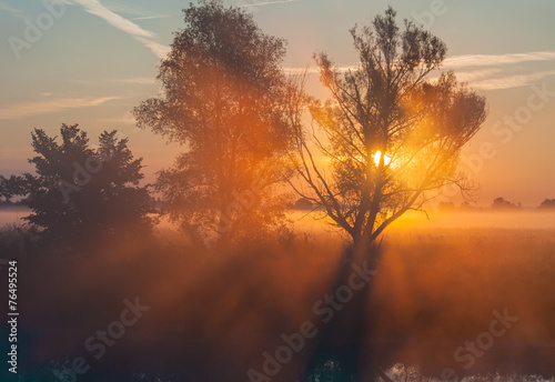 Beams of morning sun filtering through the tree © Dmytro Kosmenko