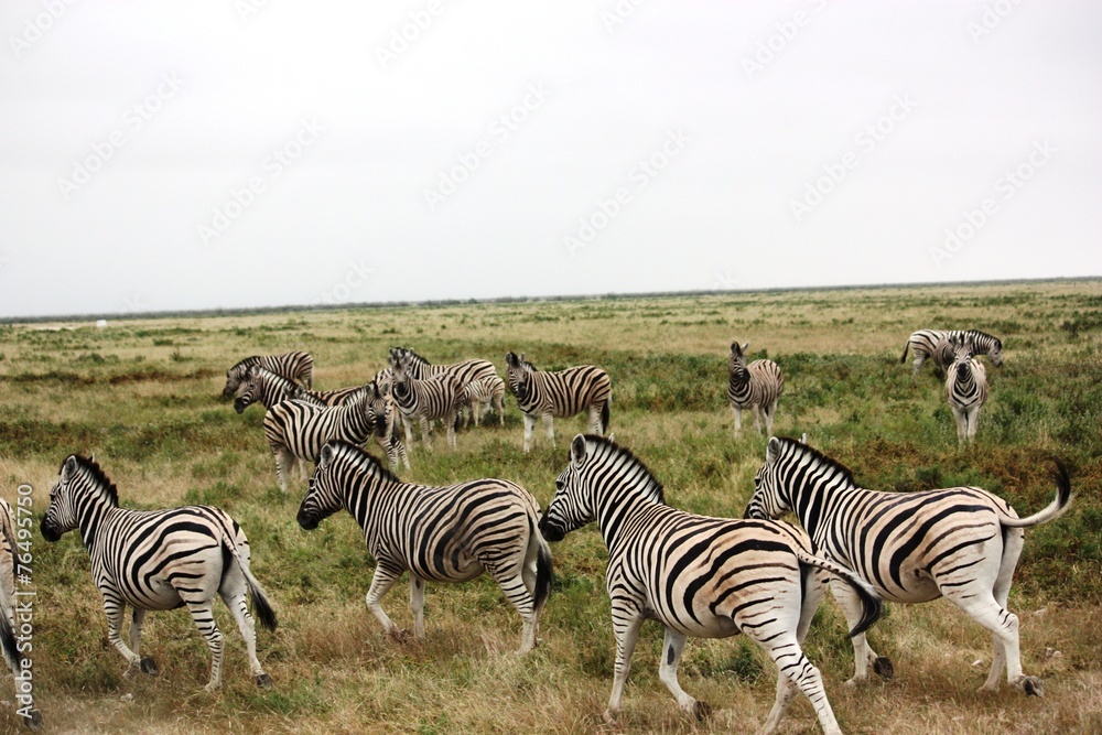 Obraz premium Zebras auf der Flucht im Etosha Nationalpark - Namibia