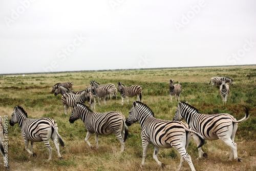 Zebras auf der Flucht  im Etosha Nationalpark - Namibia