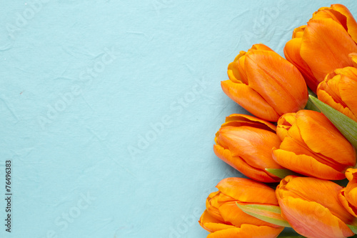 Fototapeta Naklejka Na Ścianę i Meble -  Tulip.