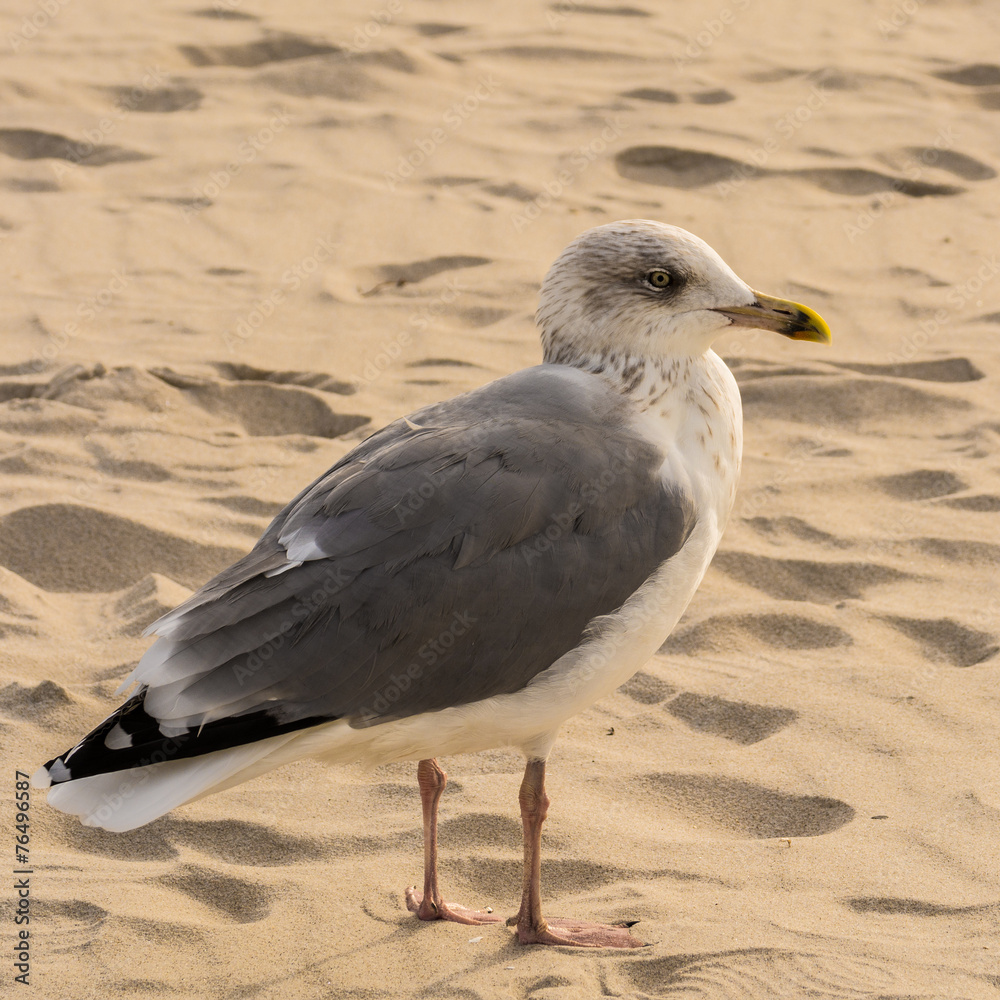 Fototapeta premium Möwe am Strand bei Prerow auf Darss
