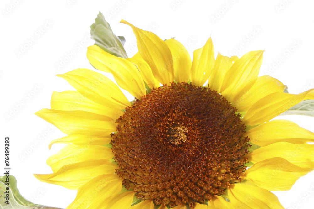 Obraz premium Sunflower