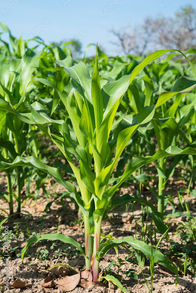 Green corn field in thailand Green corn field in thailand