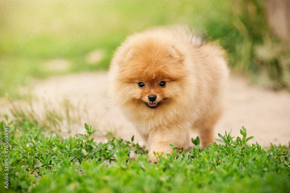 Small Pomeranian puppy walking Small Pomeranian puppy walking
