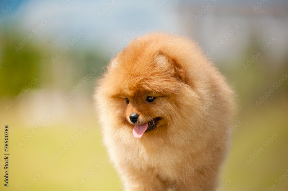 Small Pomeranian Spitz puppy portrait Small Pomeranian Spitz puppy portrait