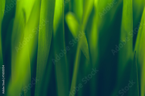 Young Wheat