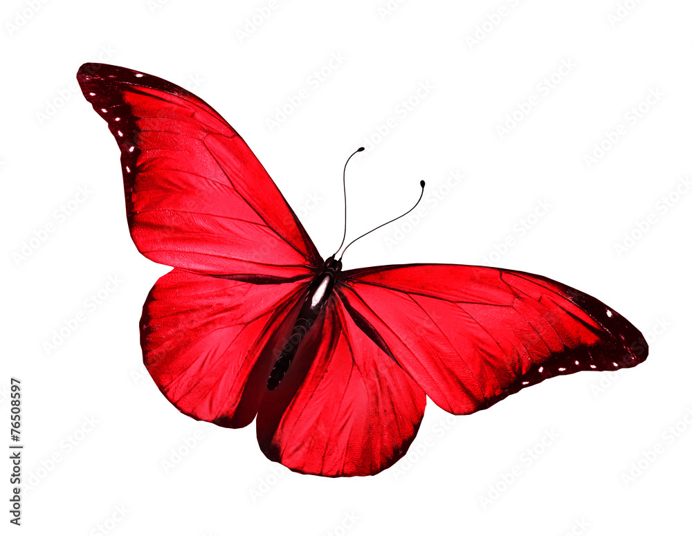 Obraz premium Red butterfly , isolated on white