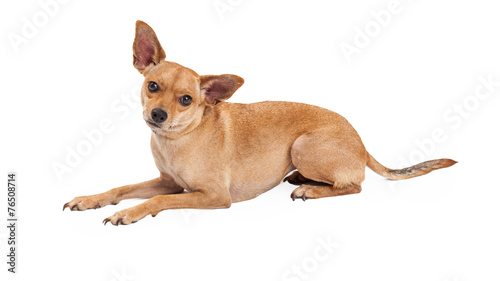 Attentive Chihuahua Mix Breed Dog Laying © adogslifephoto